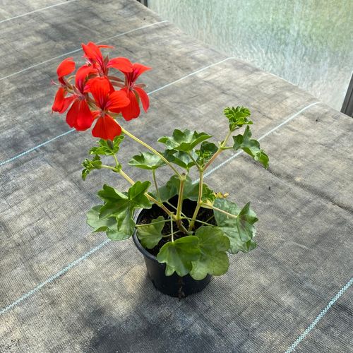 Photo de: Géranium Lierre à Fleurs Simples Rouge